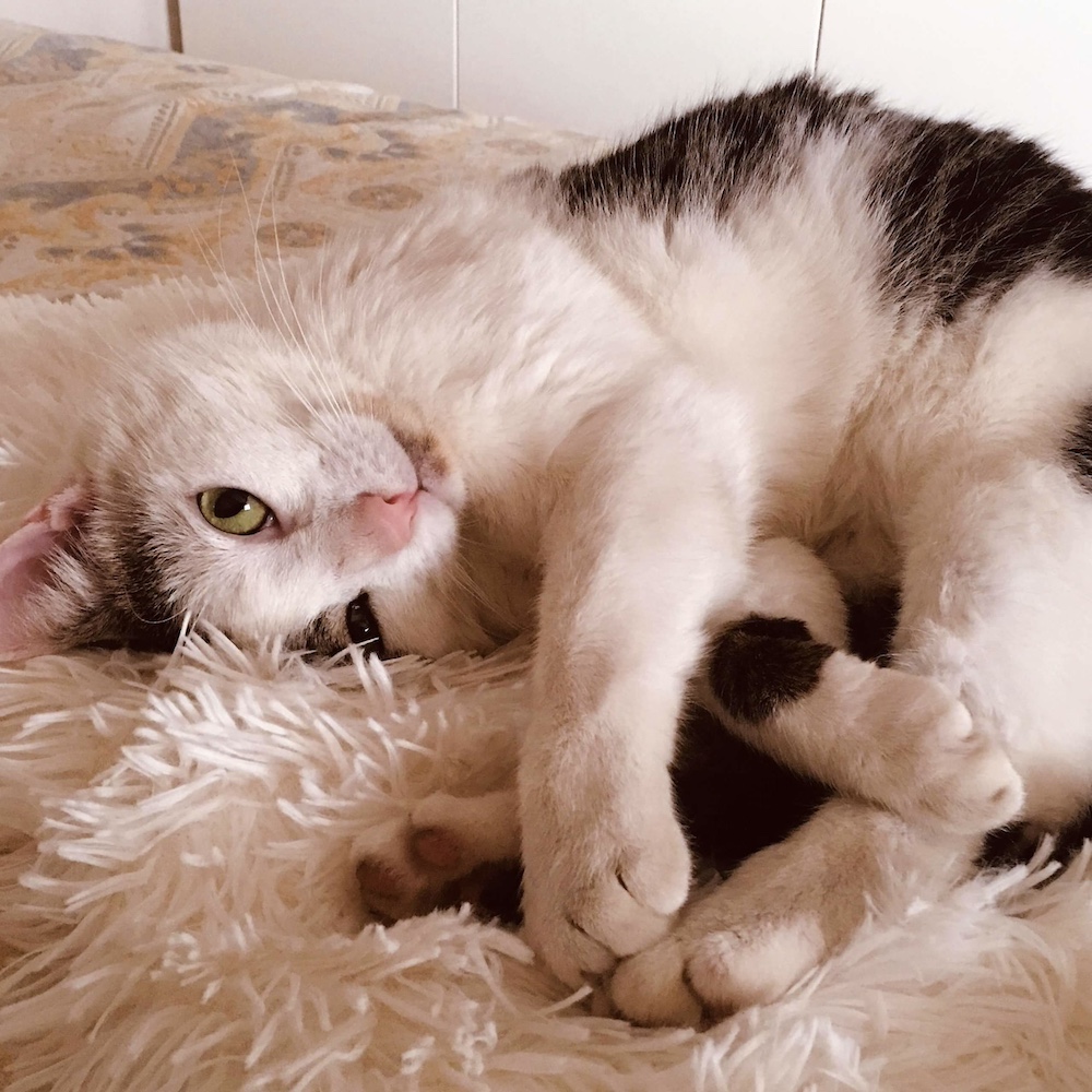Zusammengerollte Katze schaut einen an