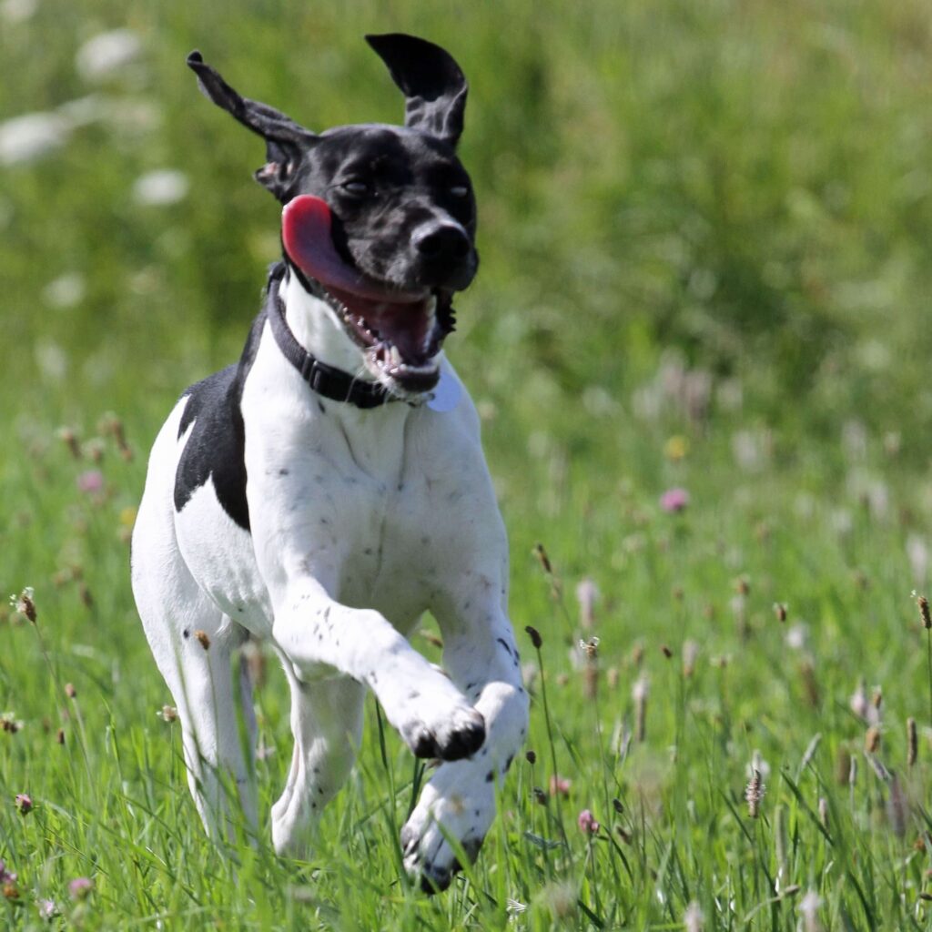 Hund rennt über eine Blumenwiese