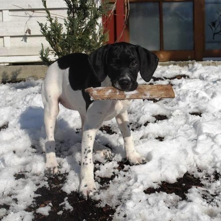 Hundewelpe spielst mit Holz im Schnee